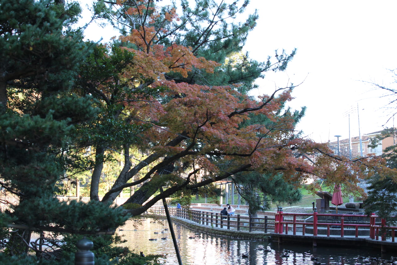 間々田八幡宮で色づく木々の様子