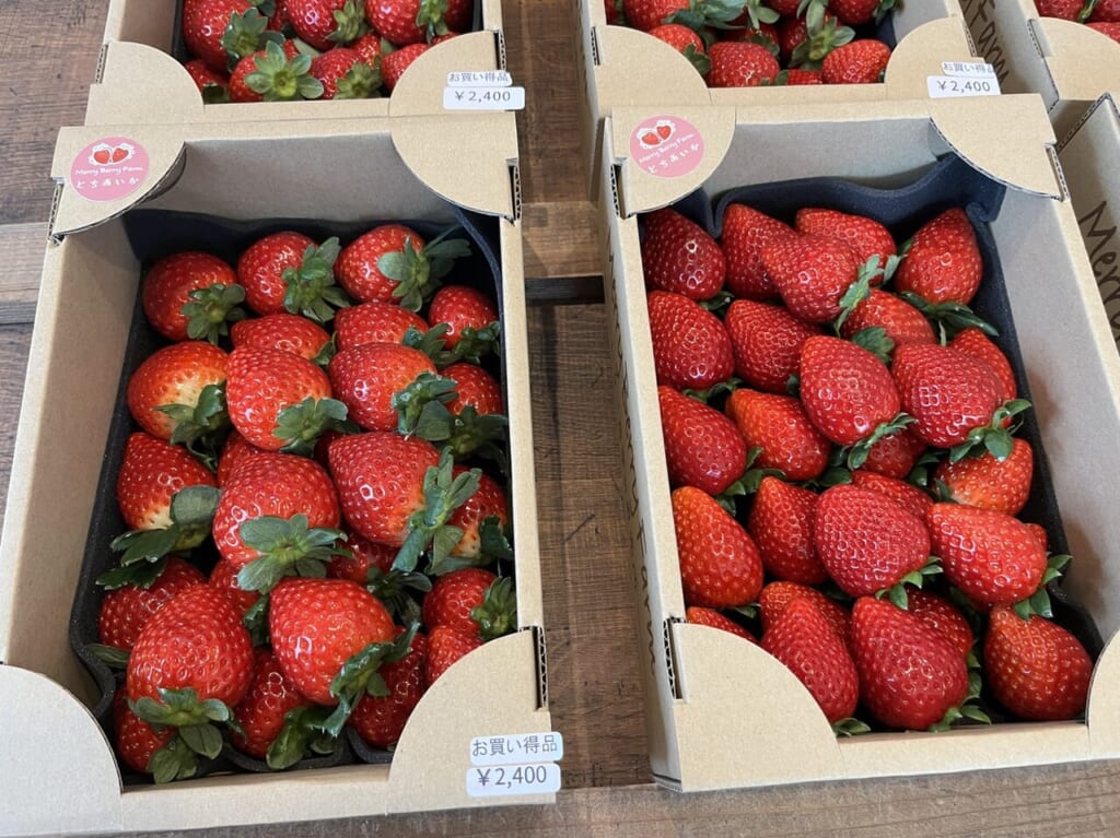 MerryBerryFarmで販売される完熟いちご