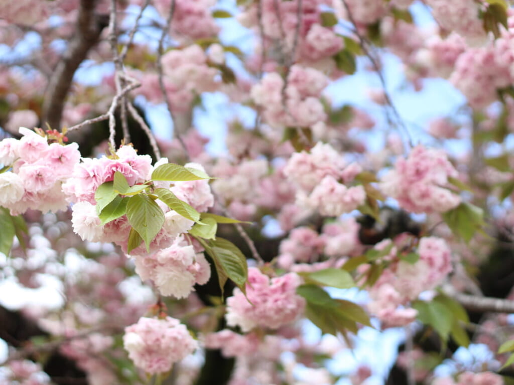 天平の八重桜