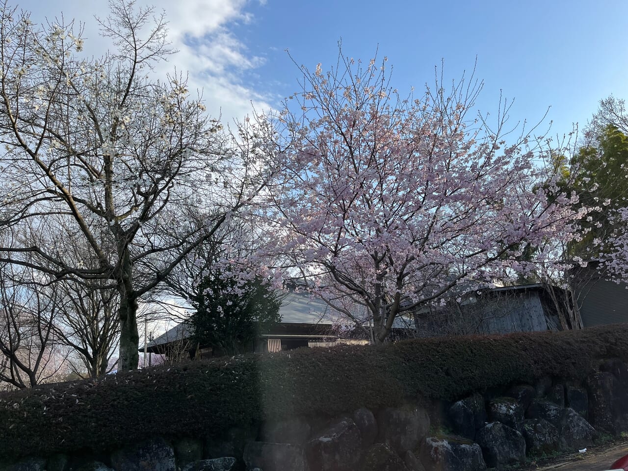 天平の丘公園駐車場からみた桜