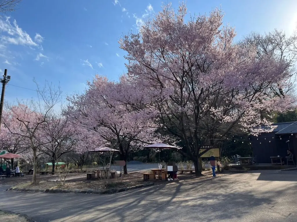天平の丘公園桜の様子