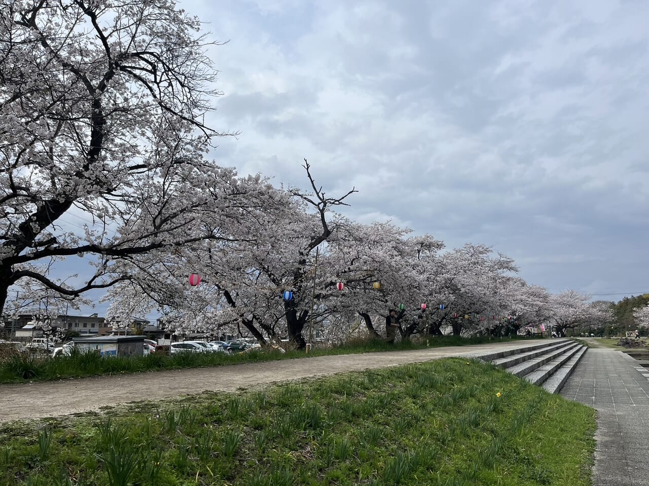 大沼公園内桜