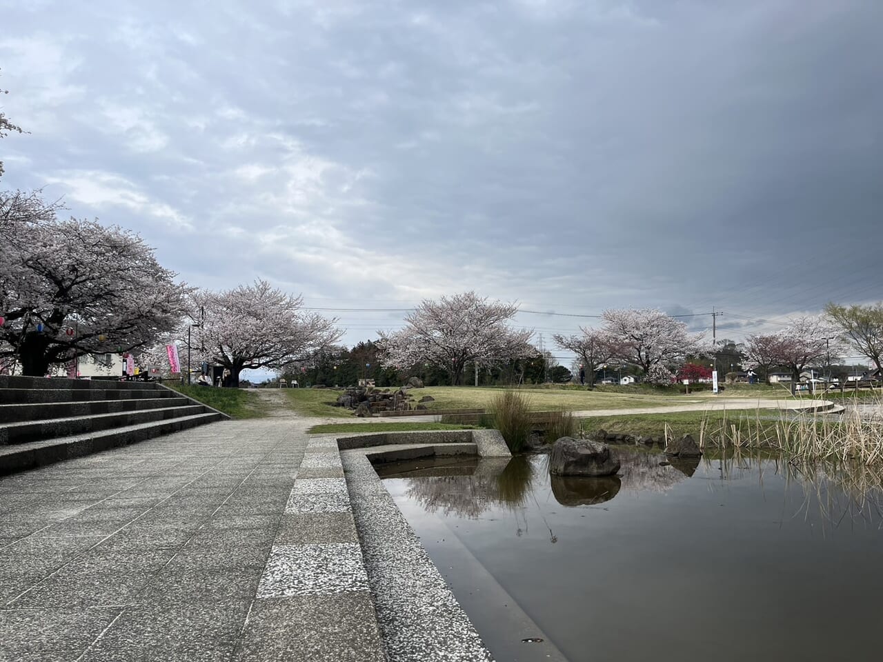 大沼公園桜の様子