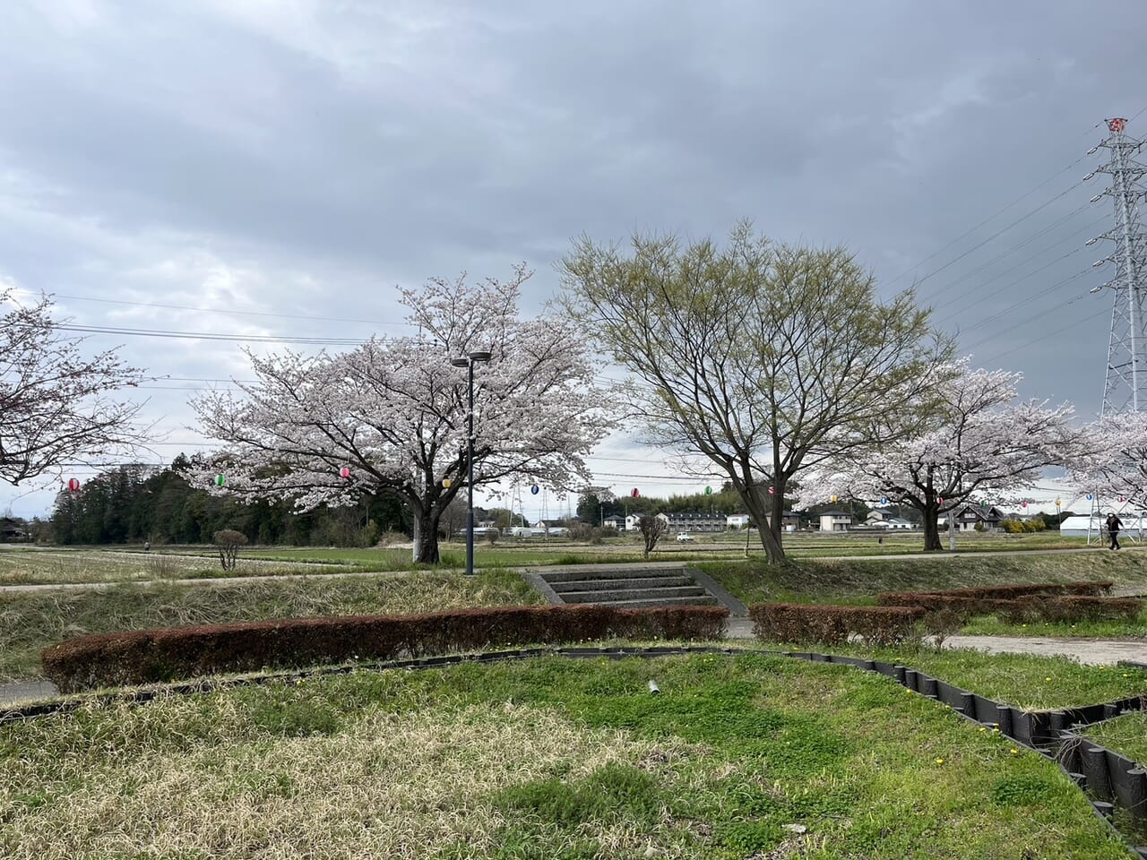 大沼公園桜
