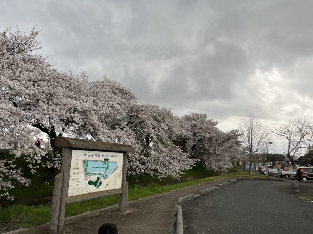 大沼公園の桜