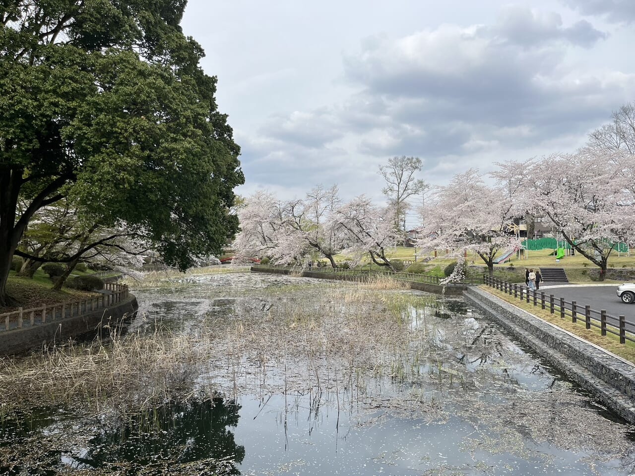 間々田八幡公園桜の様子