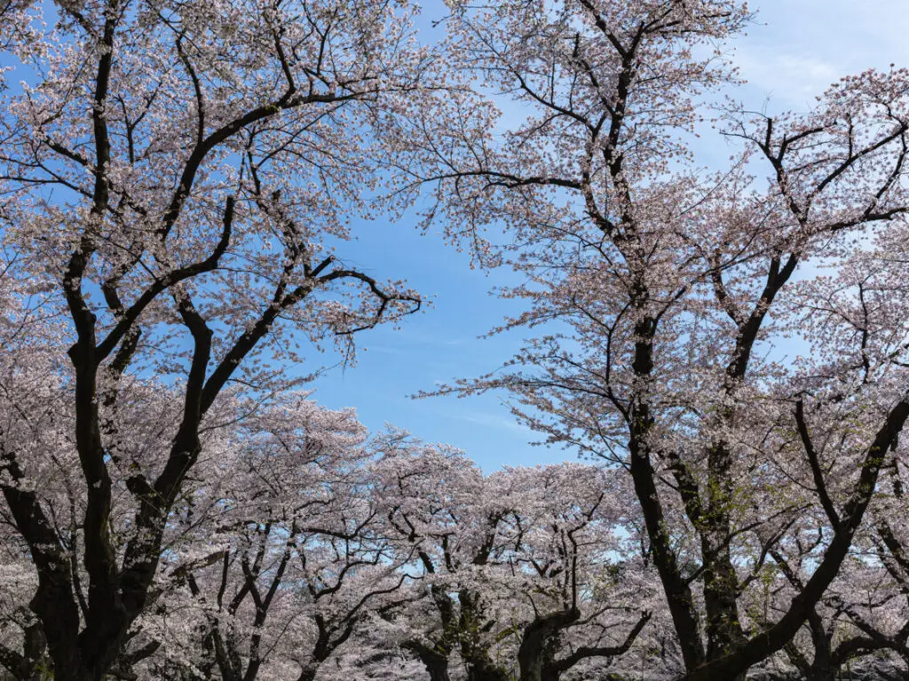 桜まつり