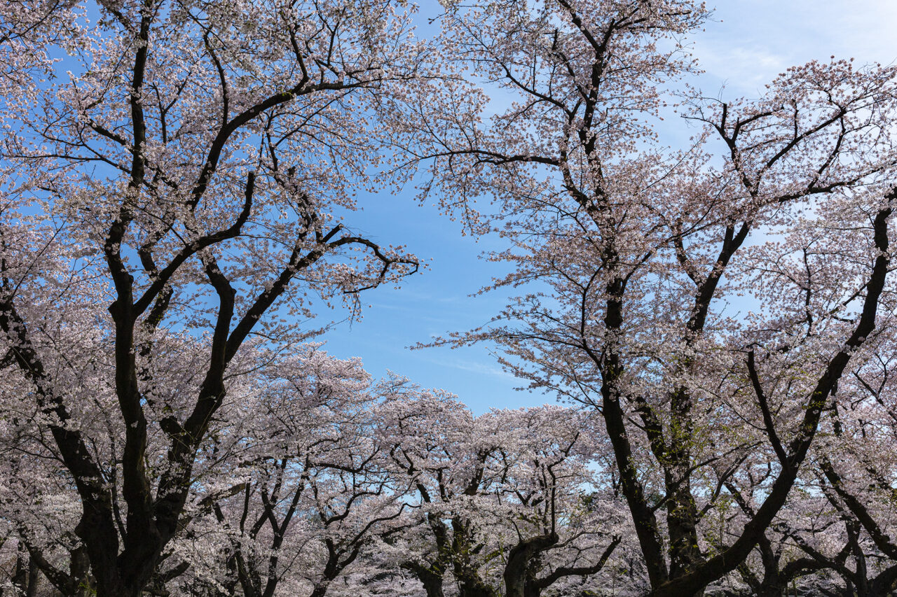 桜まつり