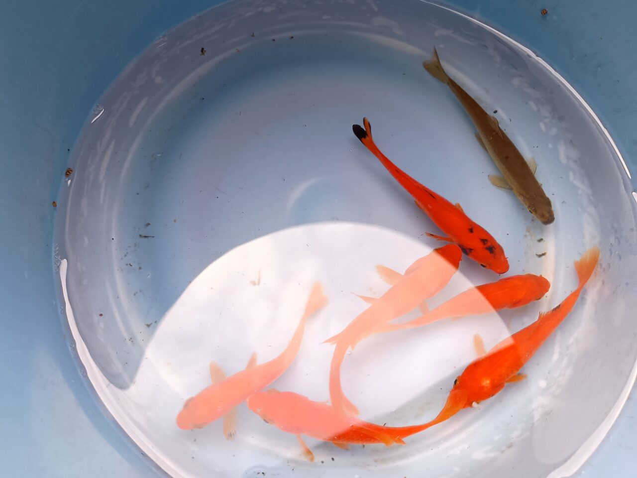 OyamaWaterPark遊水園の金魚釣り