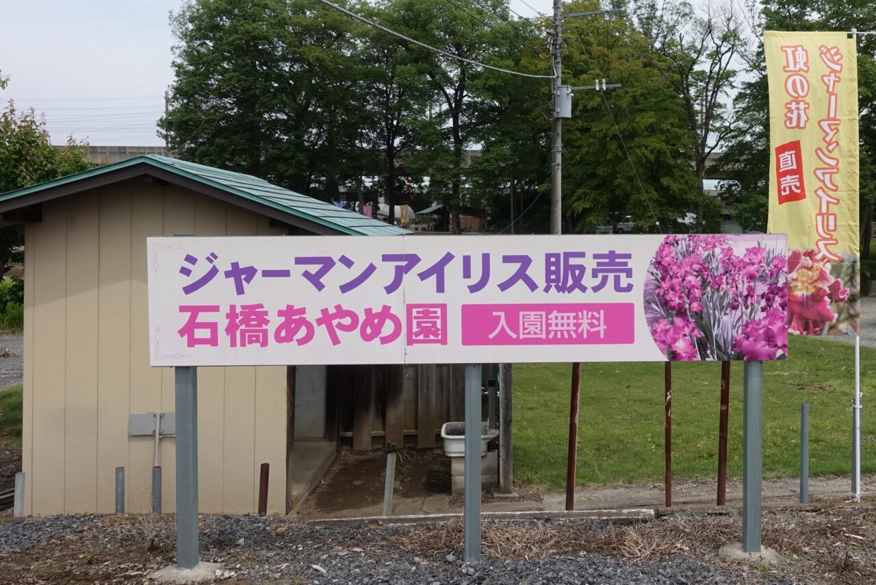石橋あやめ園のジャーマンアイリス