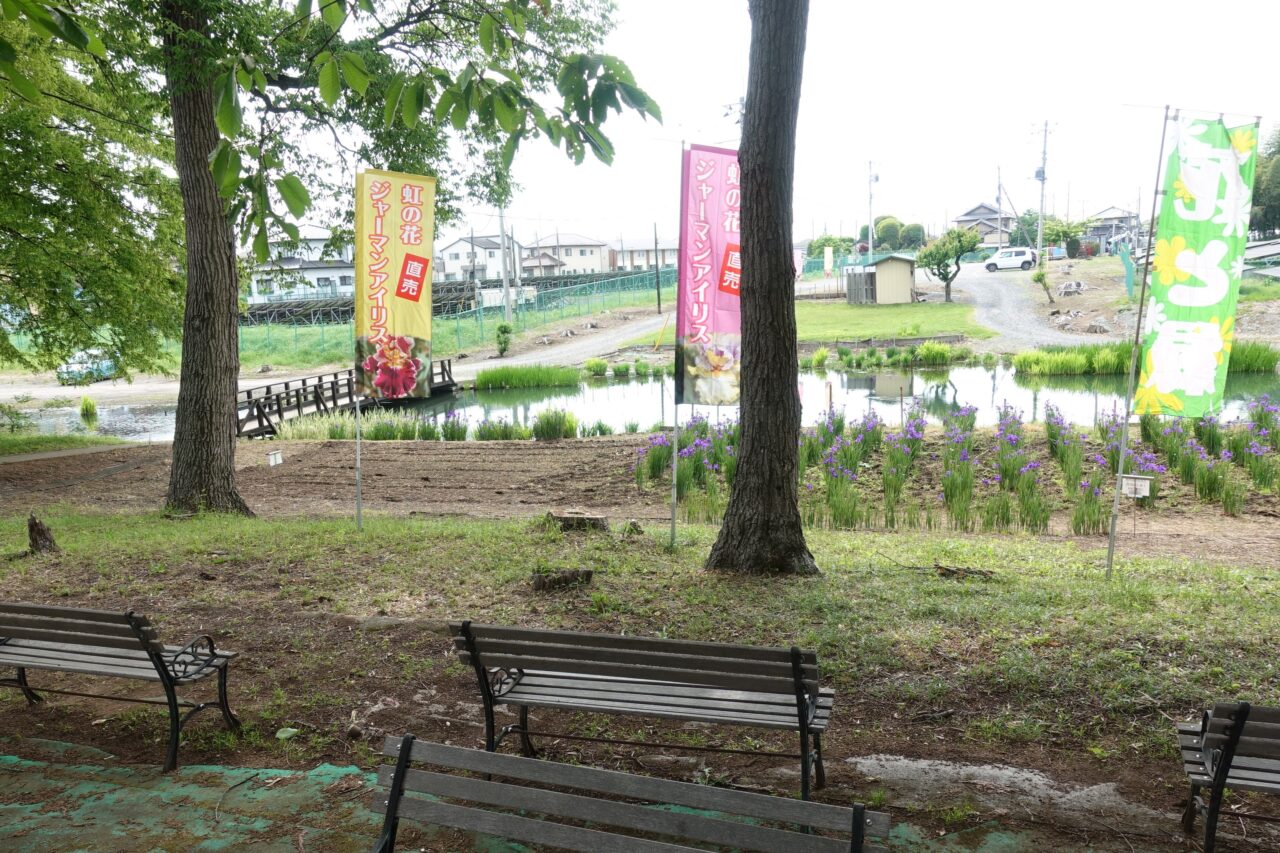 石橋あやめ園のジャーマンアイリス