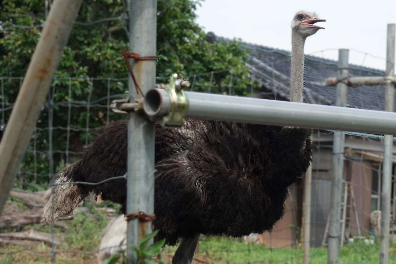 小山だちょう園