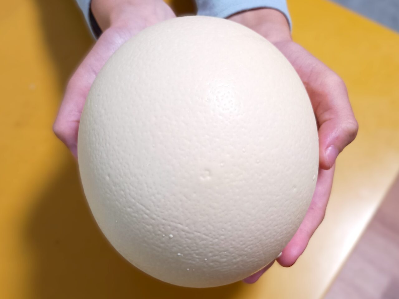 小山だちょう園の卵
