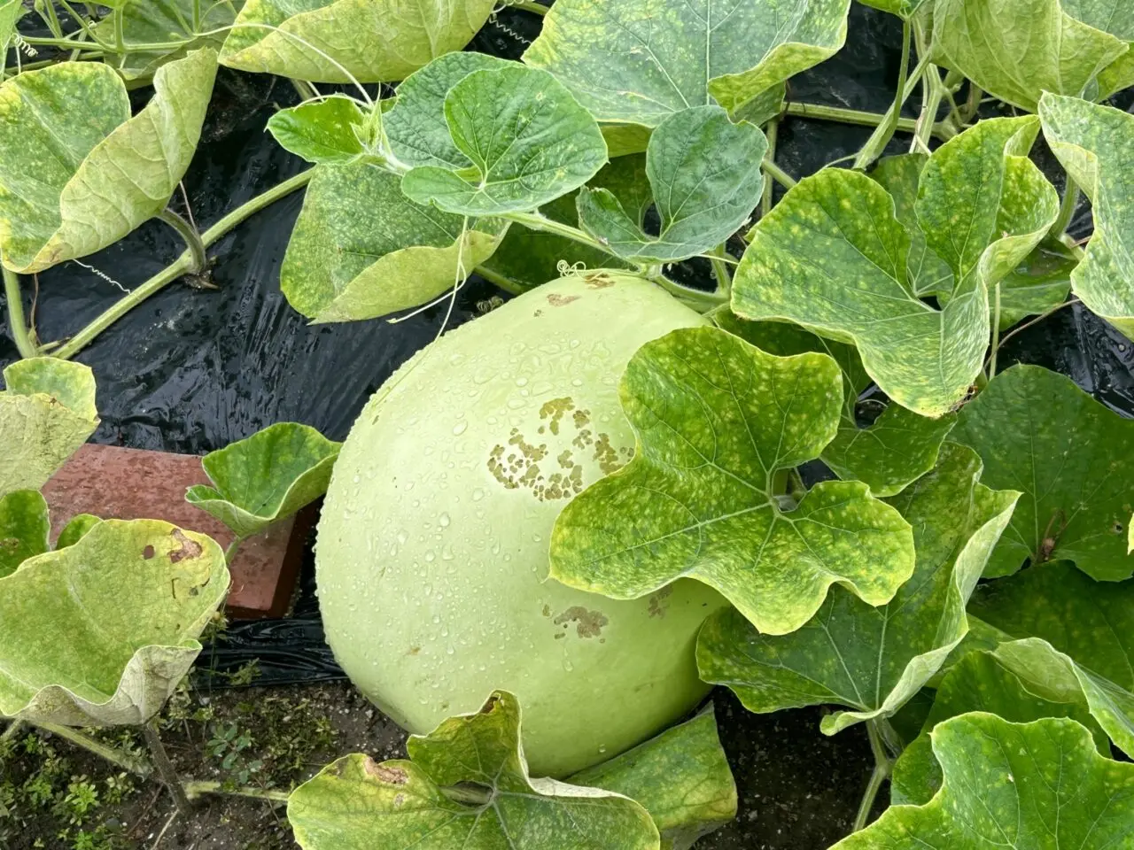 かんぴょう
