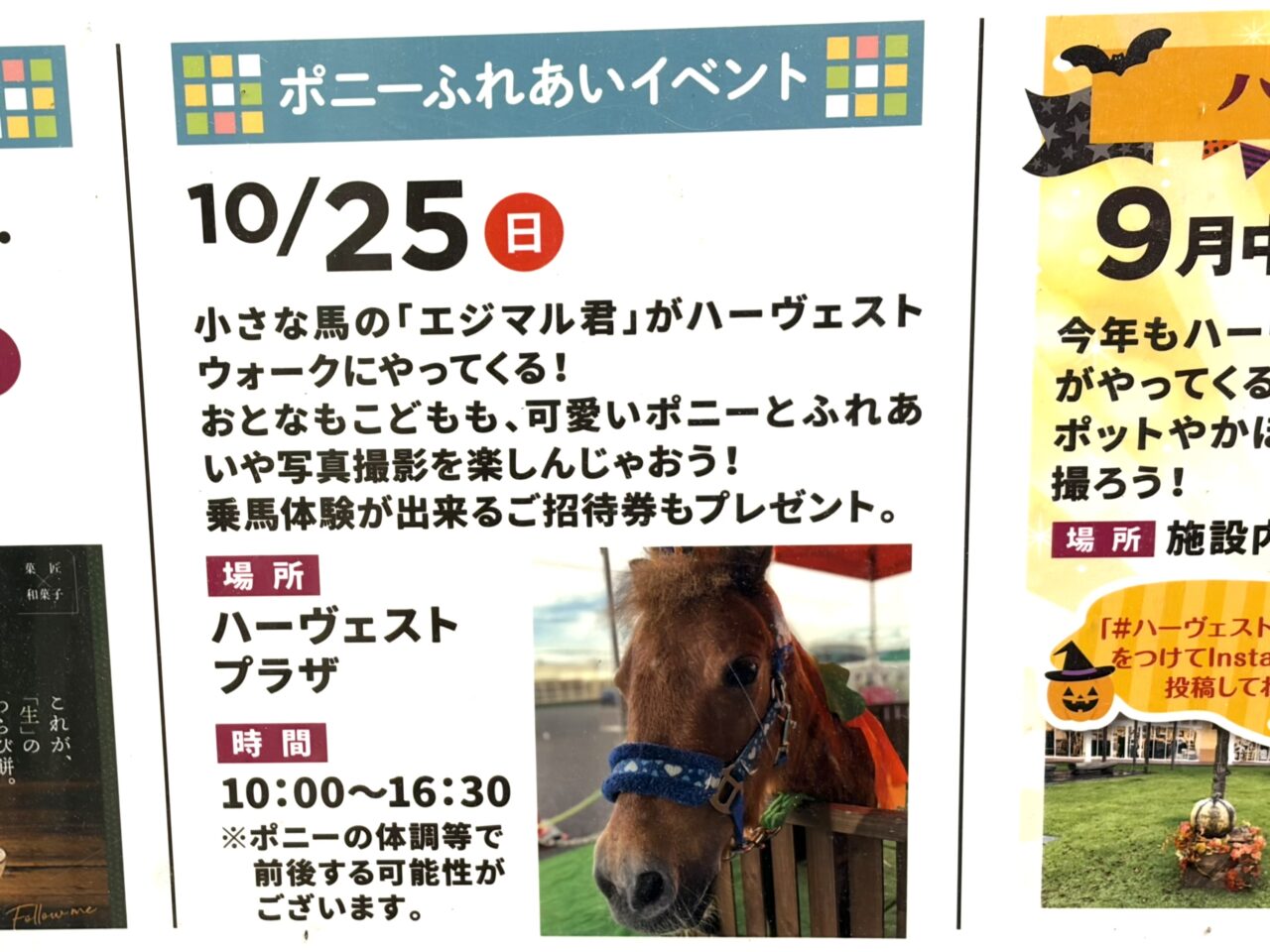 おやまゆうえんハーヴェストウォークにて開催「ポニーふれあいイベント」の告知