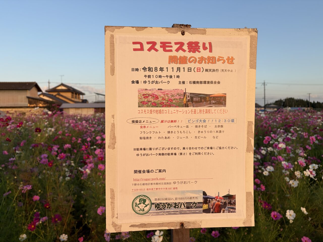 下野市「ゆうがおパーク」にてコスモス祭りが開催