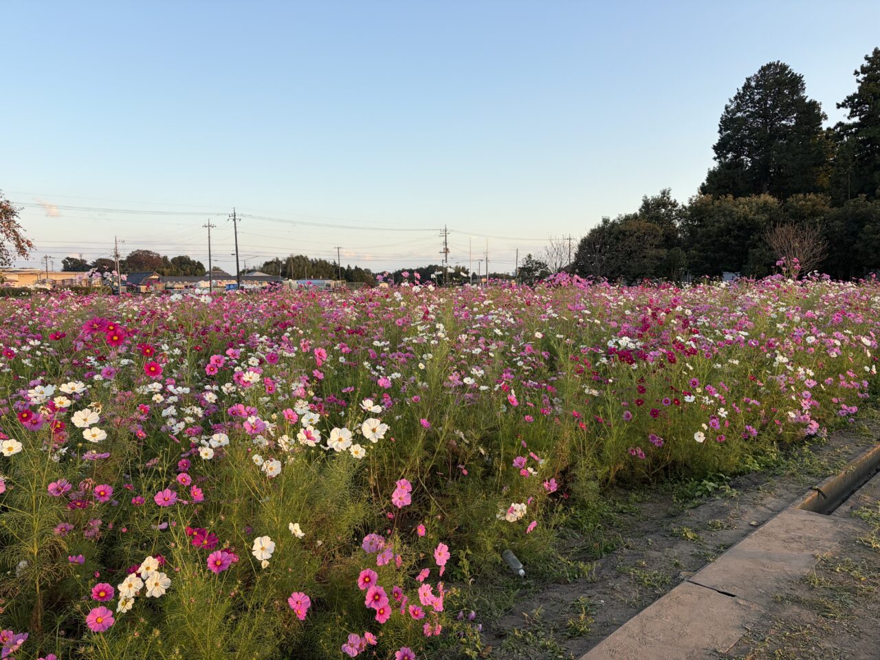 下野市「ゆうがおパーク」にてコスモス祭りが開催-コスモスの写真
